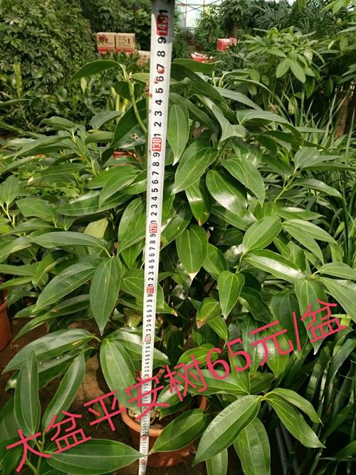 武邑万德福二楼花卉厅零利润抢购两天,7月29