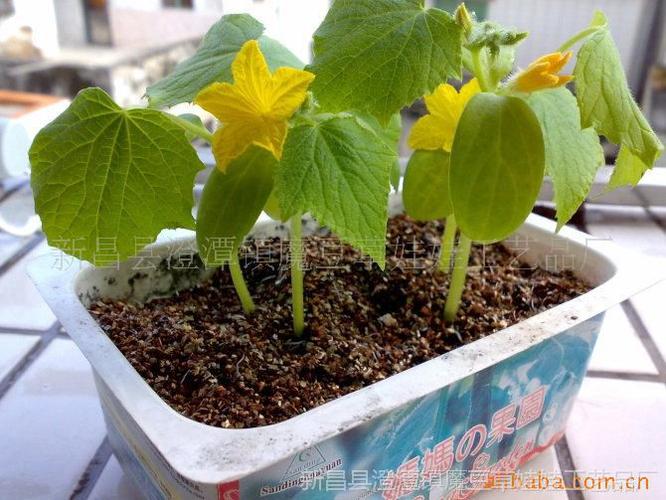 花卉微型盆景 diy种植 园艺盆栽 创意办公室礼品植物义乌地摊产品