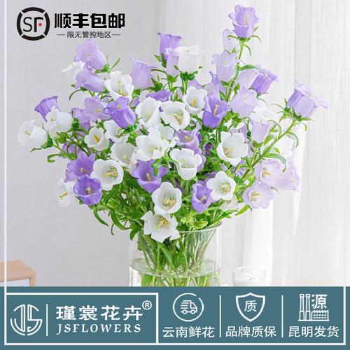 锦上花卉风铃花鲜花草紫罗兰茉莉可爱生日礼物洋桔梗家庭水培绿植